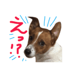 愛しのわんこミミ。2（個別スタンプ：5）