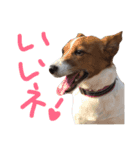 愛しのわんこミミ。2（個別スタンプ：6）
