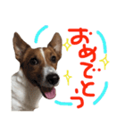 愛しのわんこミミ。2（個別スタンプ：12）
