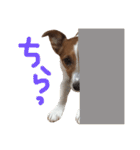 愛しのわんこミミ。2（個別スタンプ：13）