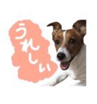 愛しのわんこミミ。2（個別スタンプ：14）