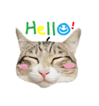 POLI Cat -Daily（個別スタンプ：1）