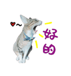 POLI Cat -Daily（個別スタンプ：2）