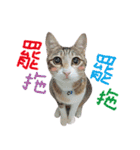 POLI Cat -Daily（個別スタンプ：4）