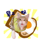 POLI Cat -Daily（個別スタンプ：5）