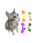 POLI Cat -Daily（個別スタンプ：6）