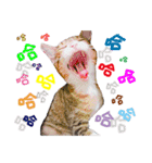 POLI Cat -Daily（個別スタンプ：8）