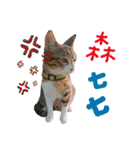 POLI Cat -Daily（個別スタンプ：11）