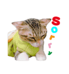 POLI Cat -Daily（個別スタンプ：12）