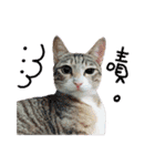 POLI Cat -Daily（個別スタンプ：13）