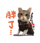 POLI Cat -Daily（個別スタンプ：14）