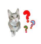 POLI Cat -Daily（個別スタンプ：15）