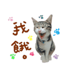 POLI Cat -Daily（個別スタンプ：16）