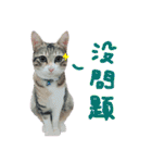POLI Cat -Daily（個別スタンプ：17）