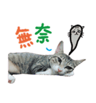 POLI Cat -Daily（個別スタンプ：19）
