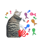 POLI Cat -Daily（個別スタンプ：20）