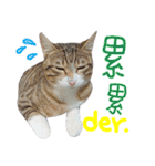 POLI Cat -Daily（個別スタンプ：21）