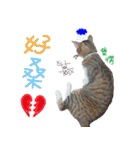POLI Cat -Daily（個別スタンプ：22）