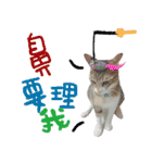 POLI Cat -Daily（個別スタンプ：23）