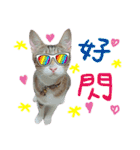 POLI Cat -Daily（個別スタンプ：25）