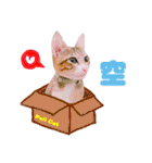 POLI Cat -Daily（個別スタンプ：26）