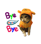 POLI Cat -Daily（個別スタンプ：28）