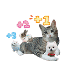 POLI Cat -Daily（個別スタンプ：29）