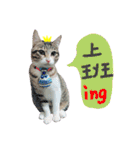 POLI Cat -Daily（個別スタンプ：30）