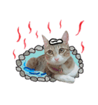 POLI Cat -Daily（個別スタンプ：31）