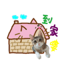 POLI Cat -Daily（個別スタンプ：32）