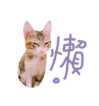 POLI Cat -Daily（個別スタンプ：33）