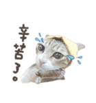 POLI Cat -Daily（個別スタンプ：34）