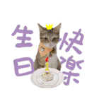 POLI Cat -Daily（個別スタンプ：35）