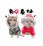 POLI Cat -Daily（個別スタンプ：36）