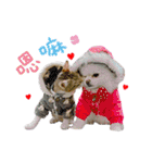 POLI Cat -Daily（個別スタンプ：37）