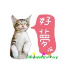 POLI Cat -Daily（個別スタンプ：39）