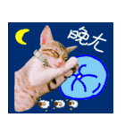 POLI Cat -Daily（個別スタンプ：40）