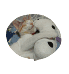 パピヨンとネコ（個別スタンプ：5）