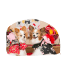 パピヨンとネコ（個別スタンプ：7）