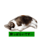 あんじ（個別スタンプ：5）