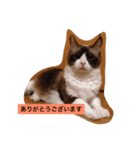あんじ（個別スタンプ：7）