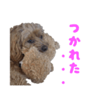マルプー（くぅ）（個別スタンプ：1）