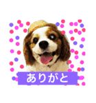 キャバリアのリヴ2（個別スタンプ：2）