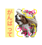 キャバリアのリヴ2（個別スタンプ：7）