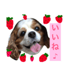 キャバリアのリヴ2（個別スタンプ：14）