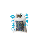 らんまる♪ねむちんスタンプ（個別スタンプ：1）