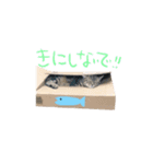 らんまる♪ねむちんスタンプ（個別スタンプ：8）