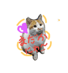 cat-club（個別スタンプ：1）