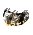 cat-club（個別スタンプ：4）