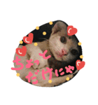 cat-club（個別スタンプ：5）